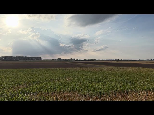 Historic Hulst 🏰: Chasing the Sunset: Fast Flight Over Cornfields and Open Farmland