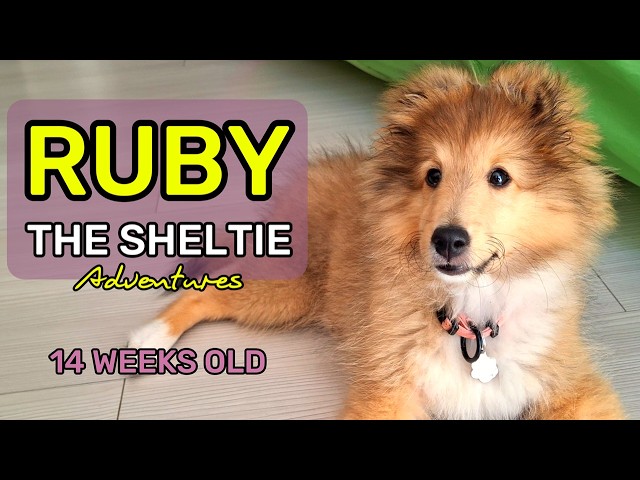 14-Week-Old Sheltie Puppy RUBY | Shetland Sheepdog Adventures 🐾❤️