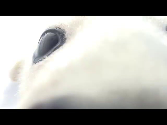 This harp seal pup it's the cutest thing you'll see today