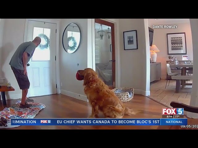 'Guard dog' Nash greets burglars with a toy inside San Diego house