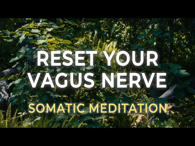 Morning Vagus Nerve Reset | Somatic Practice for a Regulated Nervous System