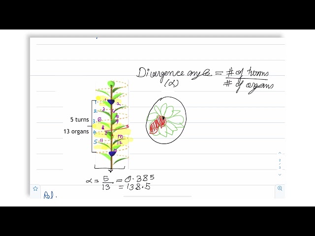 Phyllotaxis - Part 1