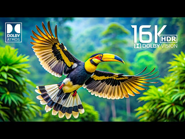 16K Video ULTRA HD - Best of Dolby Atmos 16K HDR (4K / 8K TV)