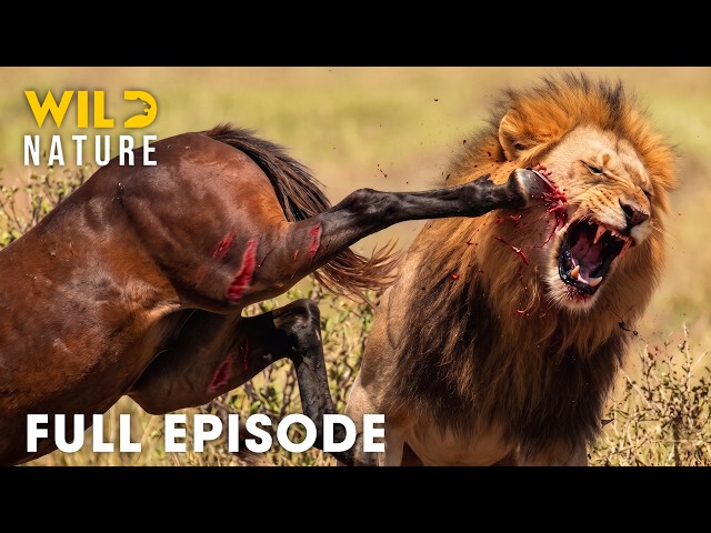 Lion Survival in Africa's Deadliest Wilderness | FULL EPISODE | Wildlife Documentary