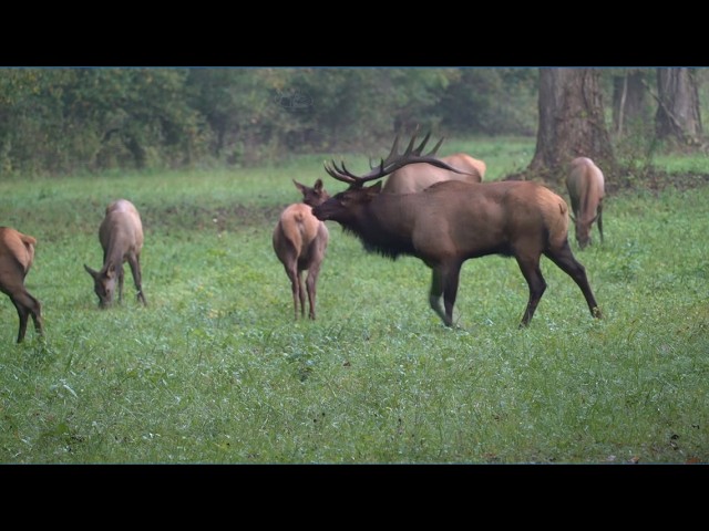 Elk thriving in the Smokies: A conservation success story 25 years in the making