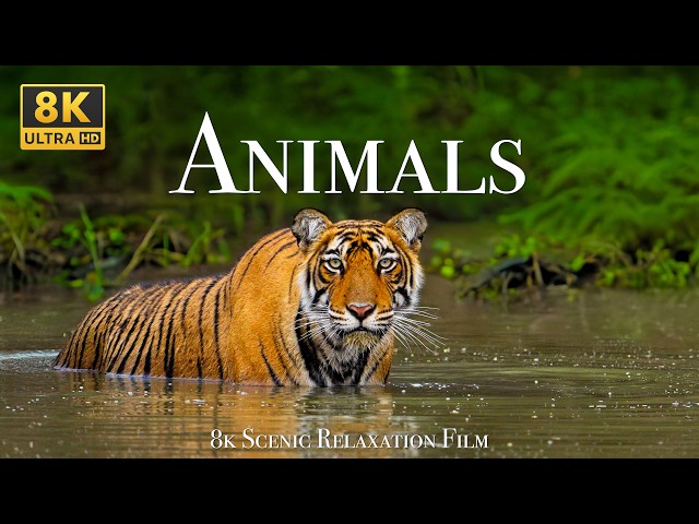Animals 8K - Scenic Wildlife Film With Calming Music