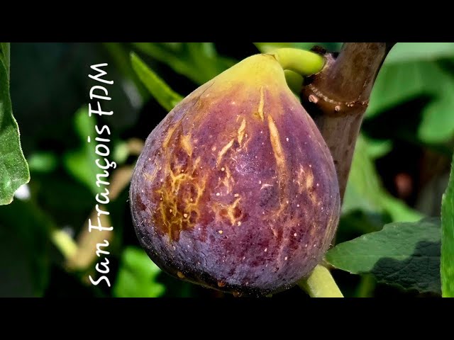 San François FDM fig variety!