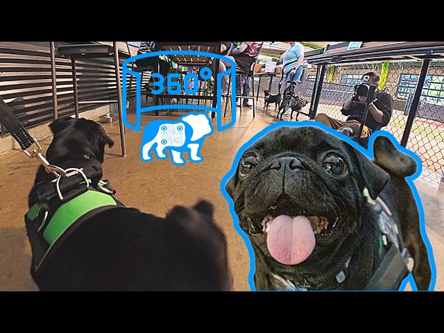 On Stage Now: Shakespeare the Pug! 🐾 Interactive 360° Shelter Photo Shoot (DFW Pug Rescue)