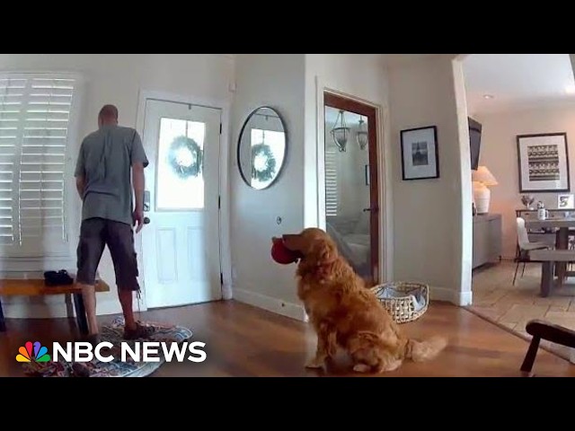 WATCH: Dog greets intruder with toy during break-in