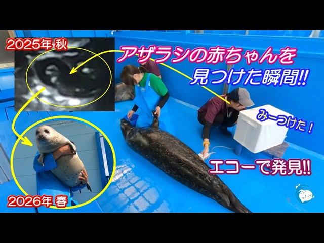 [Seal] About 1 Year Since the Baby Was Discovered "As a Life"! (Ise Sea Paradise / Aquarium)