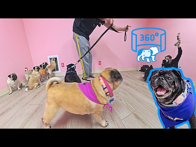 360° VR Break Room Takeover: 20-Pug Flash Grumble with Daryl!