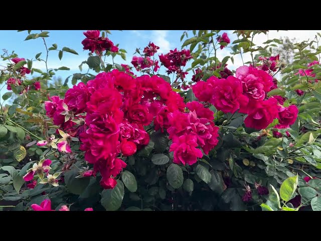 SoCal plants, roses, flowers at Whitney's 🌹 🌺  #May2025 ☀️#socal  #backyardgarden #sanctuary #011
