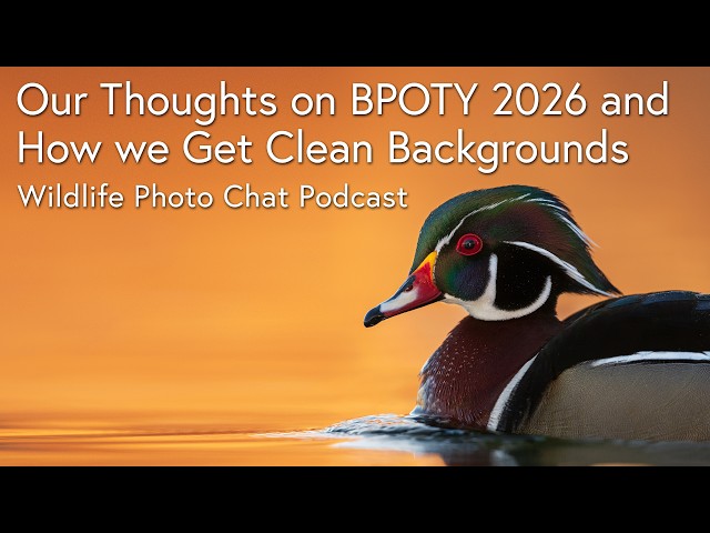 Our Thoughts on BPOTY 2026 and How we Achieve Clean Backgrounds - Wildlife Photo Chat Video