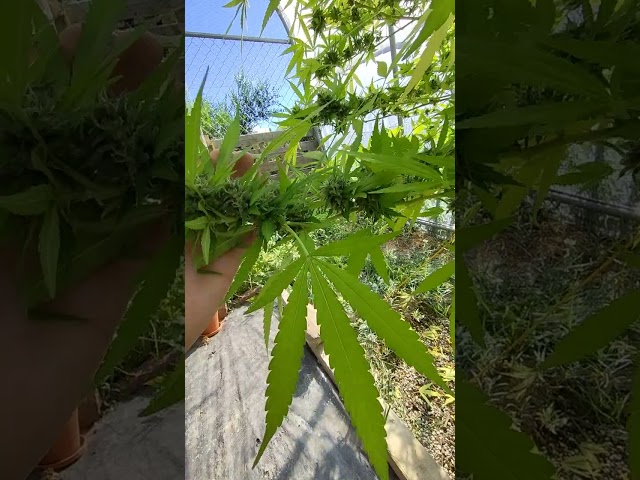 Esmeralda, Banana Sapphire, Bubba Rose Kush, Galactic Dreams, Pineapple Chunk, Amherst Sour