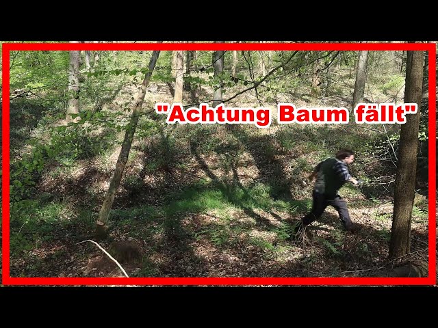 Bushcraft Camp 🔴 S2 E1 | Achtung Baum fällt !