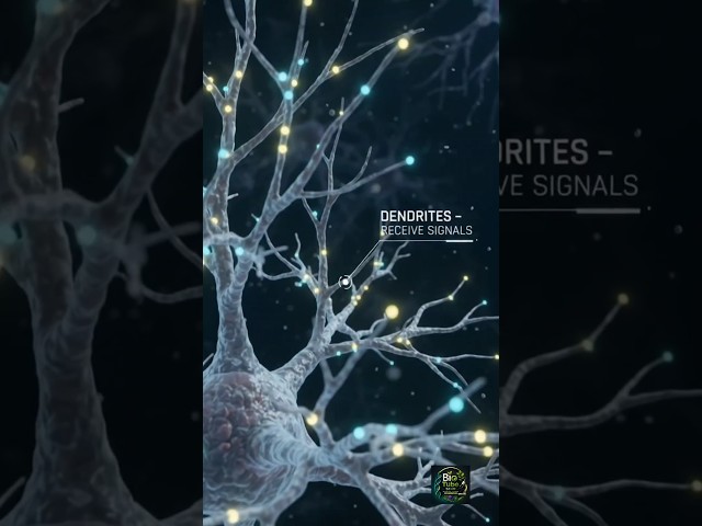 discover the amazing world of the neuron! 🧠⚡ 🔬✨#neuron #neurone #nervoussystem #biology #biologyfact