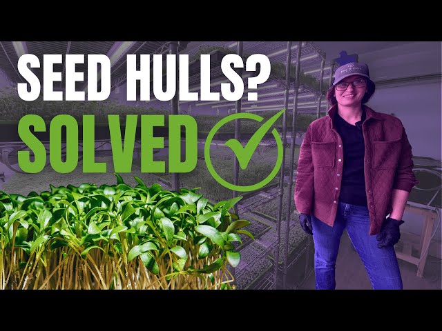 How to Grow Microgreens (Chervil, Cilantro & Cantaloupe) – Pro Farmer Tips