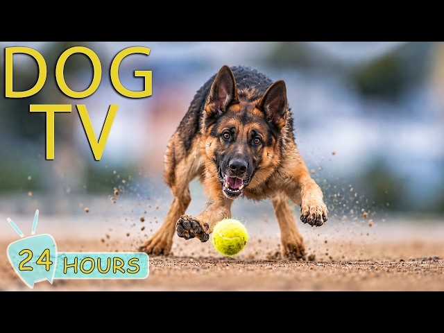 DOG TV: Videos Entertainment for Dogs to Watch Help Prevent Boredom & Anti Anxiety - Music for Dogs