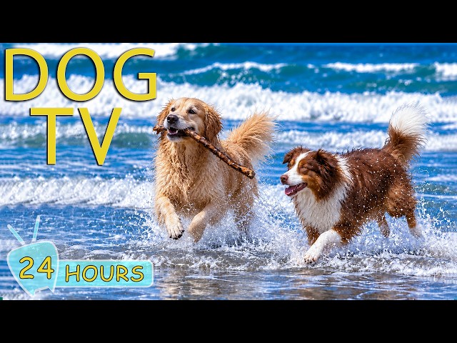 DOG TV: Best Videos to Prevent Boredom for Dogs Home Alone All Day - Calming Music for Dogs