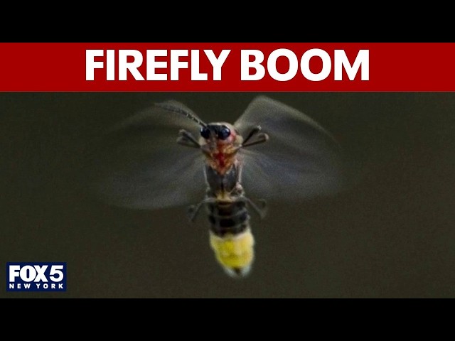Firefly boom across tri-state area
