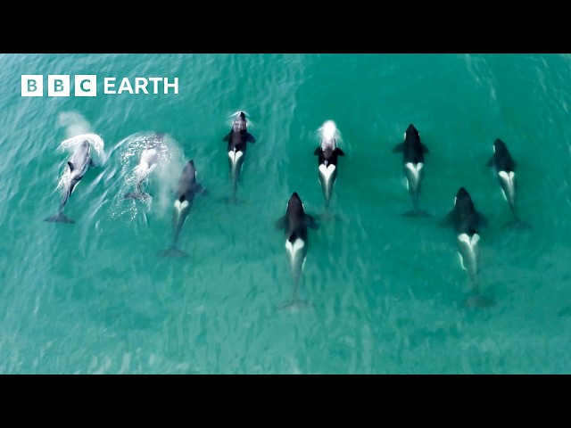 Fascinating Orca Moments | BBC Earth