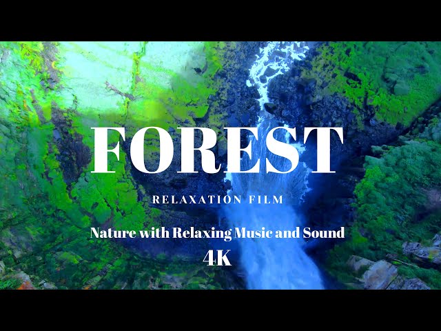 Fores 12K Ultra HD Beautifull| Nature Relaxation Film || Relaxing Music Meditation