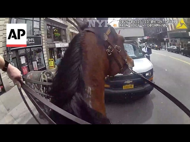 NYPD officer and his horse chase a suspected purse snatcher in Manhattan