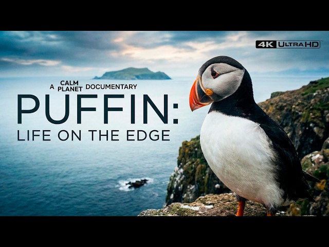Puffin | The Edge of the Abyss | 4K Ultra HD