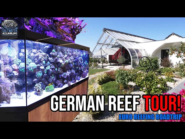 Inside a Self-Built House with a 2,500L Custom Reef Tank & Paludarium! | Euro Reefing Roadtrip