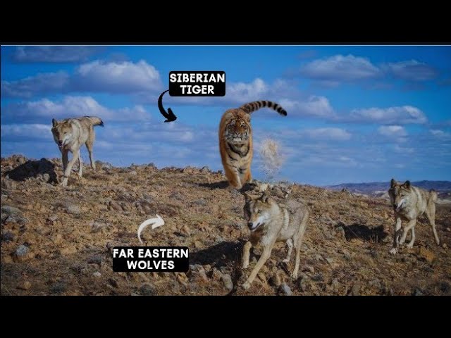 Siberian Tiger Chases Away Far Eastern Wolf Pack... Tiger Vs Wolf Pack Duel In Winter
