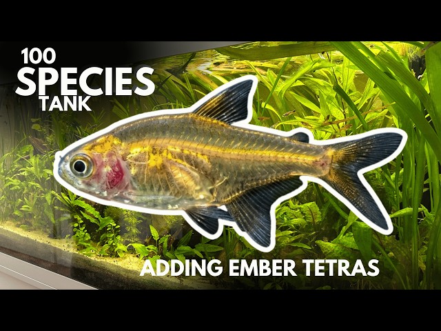 Adding Ember Tetras to 100 species Ecosystem tank & feeding live Mosquito larvae to my fish (Ep. 9)