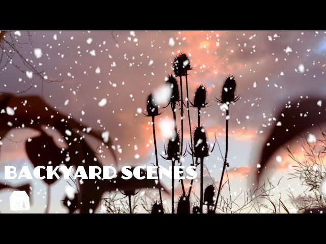 First snowfall in our backyard followed by a Beautiful sunset - Relaxing nature | ASMR |2021