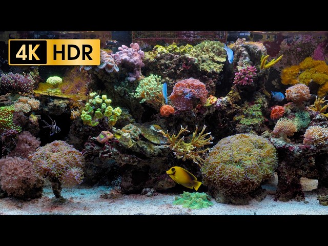 Coral Reef Aquarium | 4K HDR 60fps | No Loop