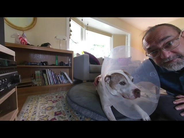 2021 10 06 at home with the dogs vr180s