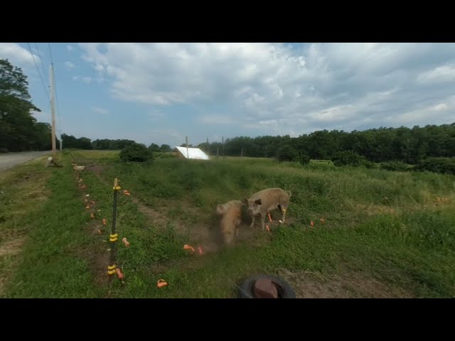 Piglets VR180