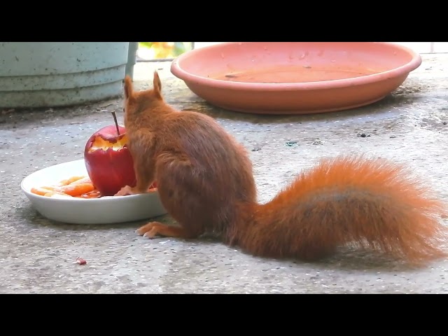 Tagträume Eichhörnchen,    Munteres knabbern