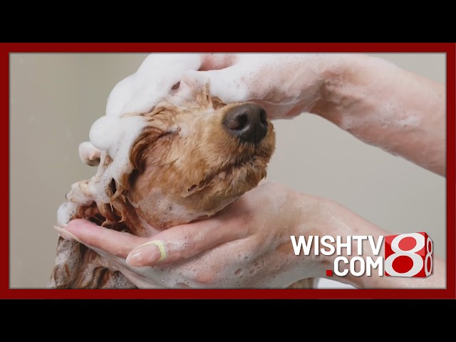 How to handle skunk spray and flea infestations on your pets