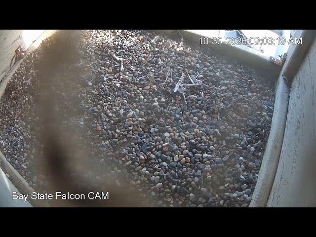 Bay State Milling Peregrine Falcons