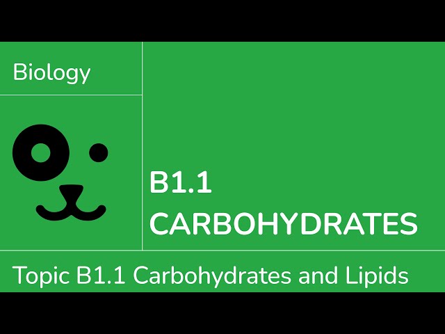 B1.1 Carbohydrates [IB Biology SL/HL]
