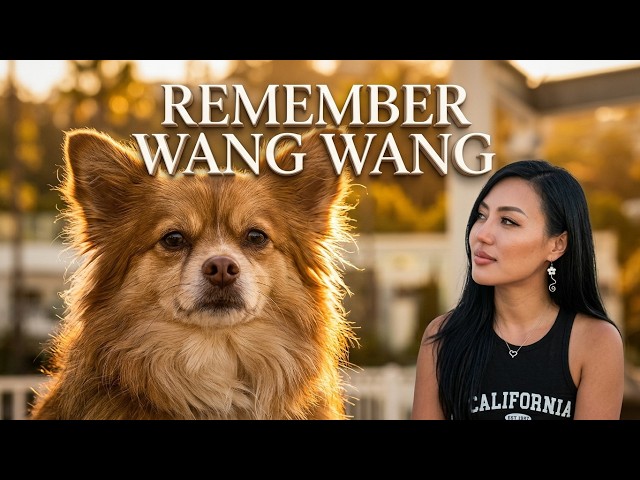 Remember Wang Wang - why the case of a stray dog mum in China toppled Chinese government
