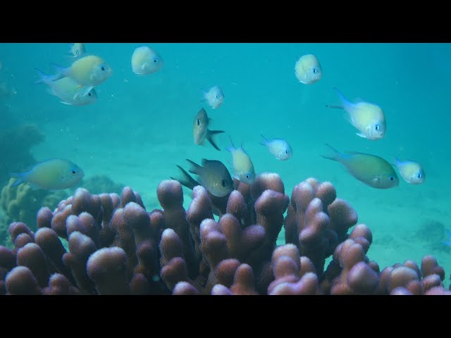 FISHKAM live from KAUST