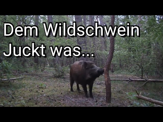 Wild boar scratching itself on a tree. Trail camera footage in April