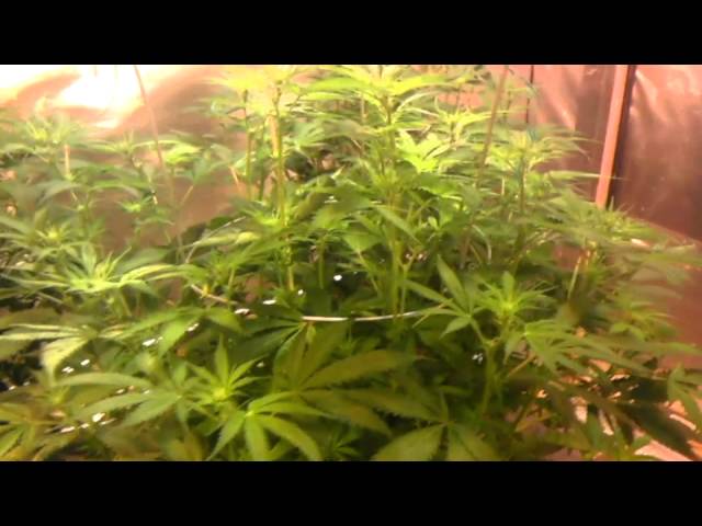 Day 11 Flower-Kosher Kush