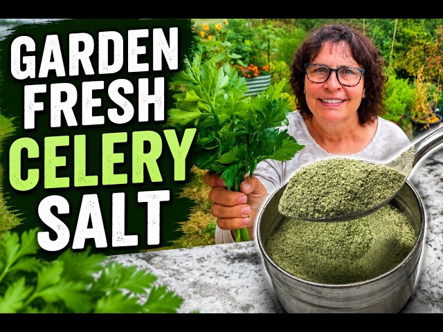 Garden-to-Pantry Celery Salt Recipe | Cold Climate Gardening
