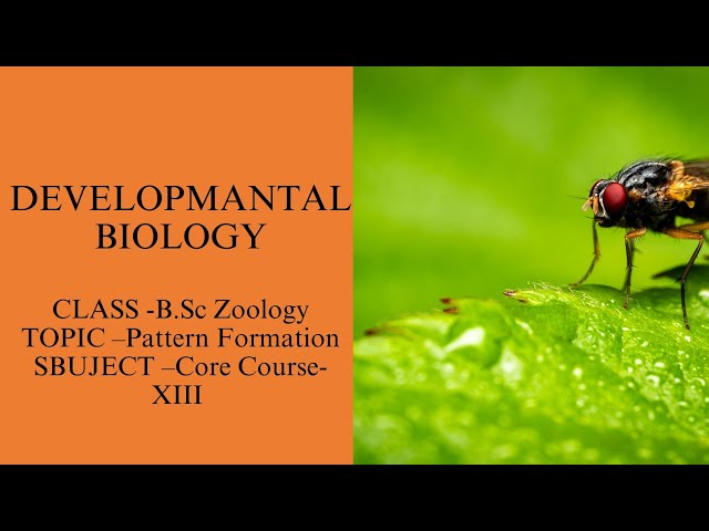 Pattern Formation | Developmental Biology | B.Sc Zoology 