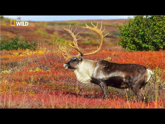 National Geographic Documentary | Alaska Wildlife | BBC Wildlife Animals