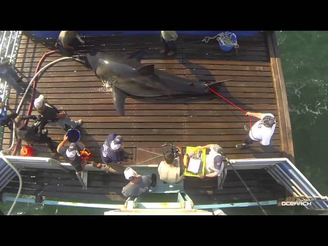 Expedition Update #7 - Tagging White Shark Katharine