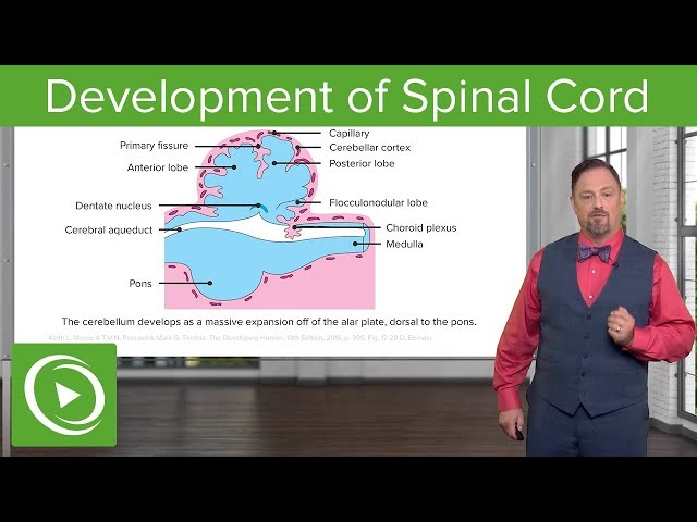 Development of Spinal Cord and Brainstem – Embryology | Lecturio
