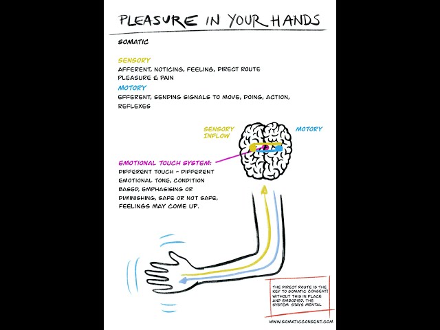 Sensory motor dynamic - Pleasure in your hands