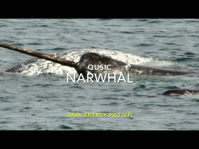 Narwhal